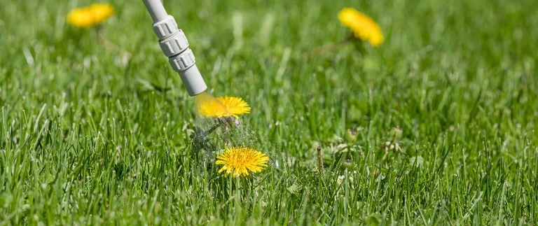 yellow dandelion