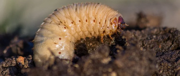 white grub