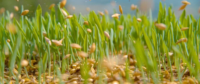 seeds falling onto lawn