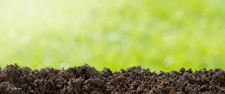 topdressing on lawn