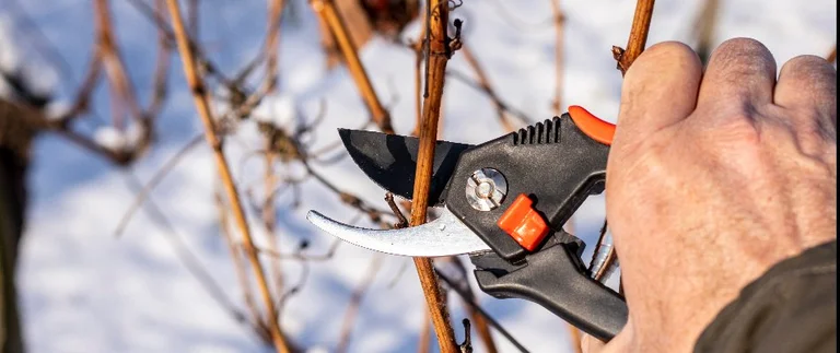 winter pruning