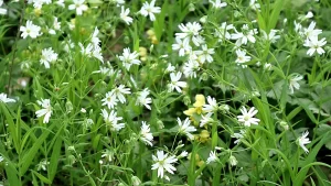 white flowers chickweed