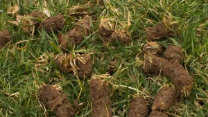 cores of soil from aeration