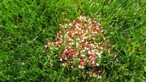 granular fertilizer on green grass