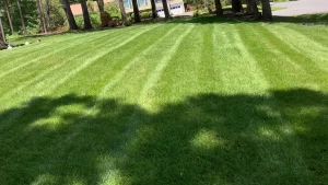 Best Lawn Care Products for a Stunning Green Space