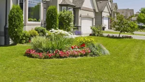 flowers in the lawn green grass