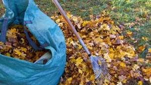 Why Regular Leaf Removal Is Crucial