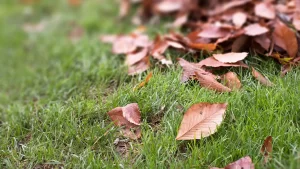 leaves on the ground