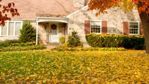 leaves on a lawn