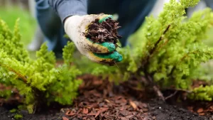 putting mulch