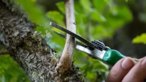 pruning tiny brunch