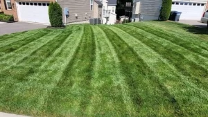 thick lush lawn