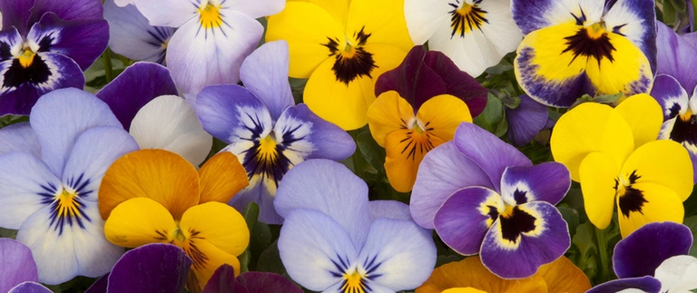 annual flowers pansies