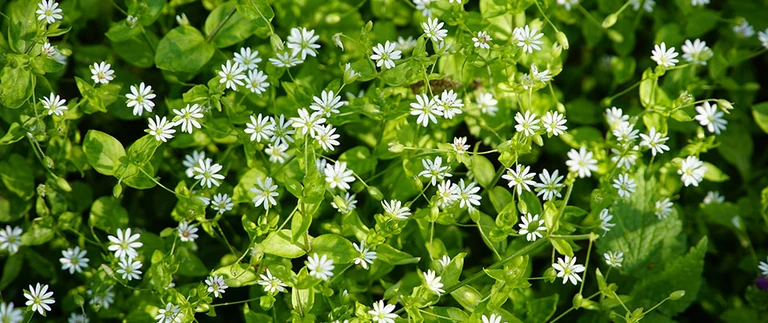 chickweed lawn