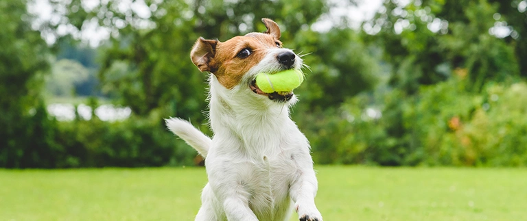 dog playing