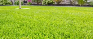 Expert Lawn Care Advice for Perfect Grass Growth