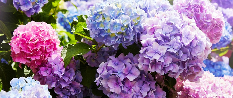 hydrangea flowers