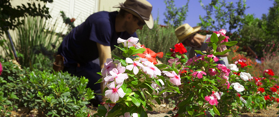 worker landscaping