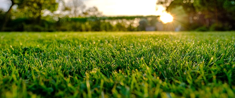 lawn grass on sunrise