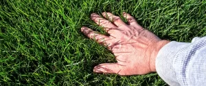 Choosing the Right Grass for Lawn Care & Landscaping