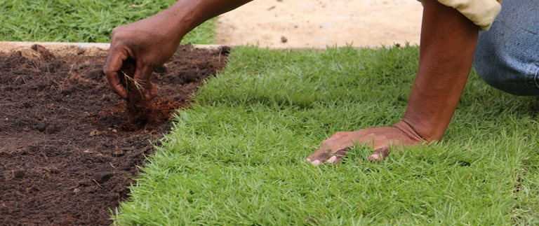 Sod Installation