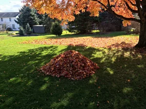 Why Leaf Removal is Essential for a Healthy Lawn