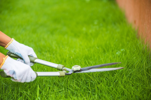 grass cutting