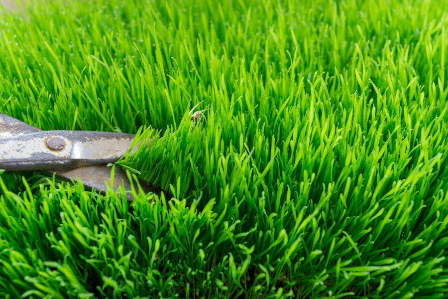 Spring Cleanup Tips for a Fresh and Beautiful Lawn