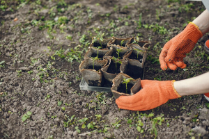 How to Use Mulch Effectively in Your Landscaping