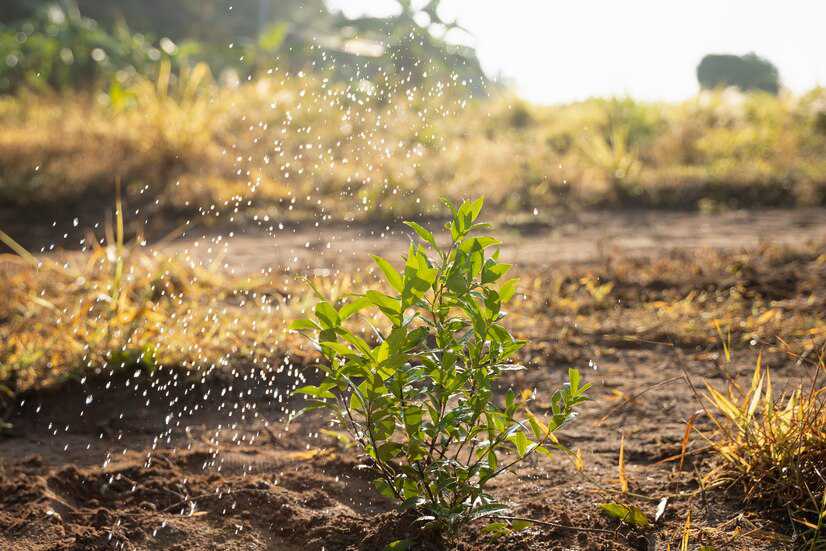 How to Revive Your Lawn with Proper Lawn Care
