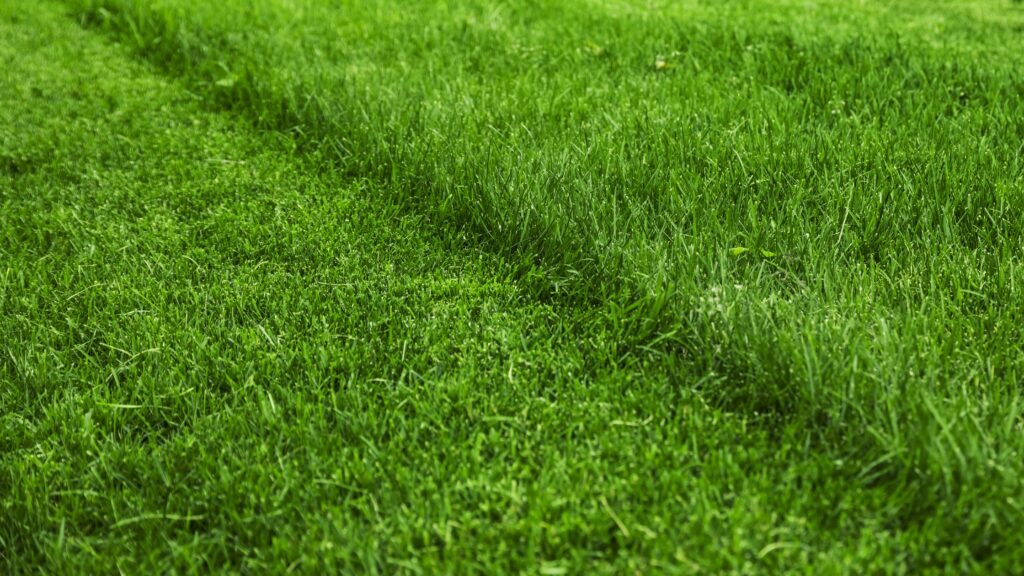 Freshly cut grass after lawn mowing in Fairfax VA
