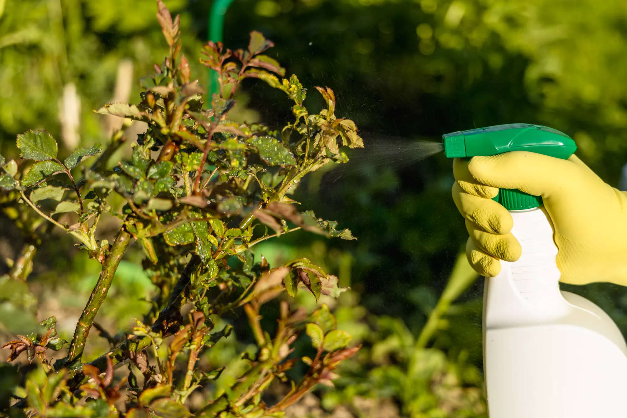 Lawn Insect Control
