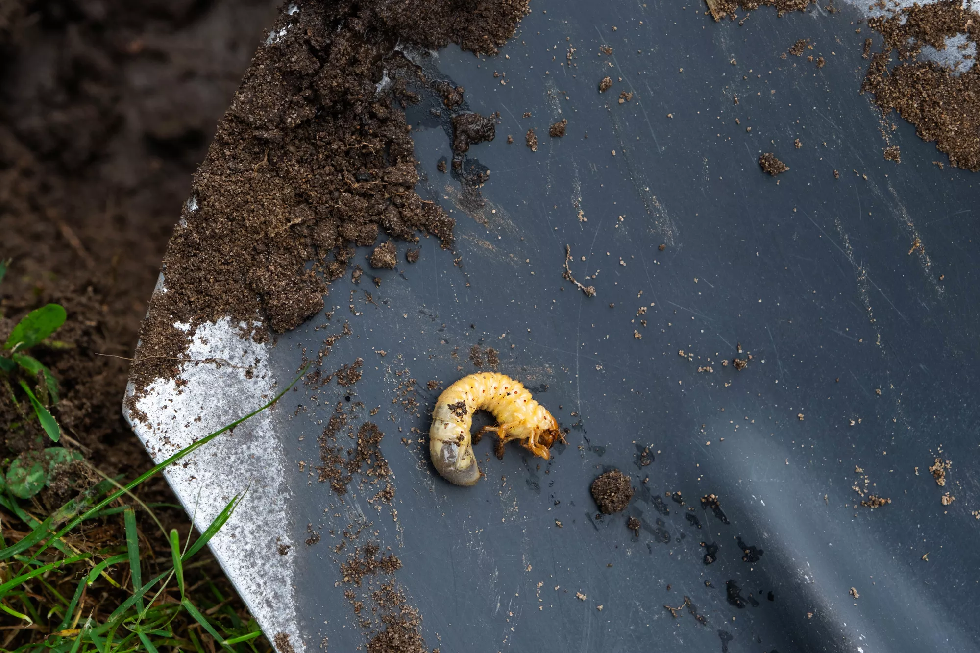 Grub Control