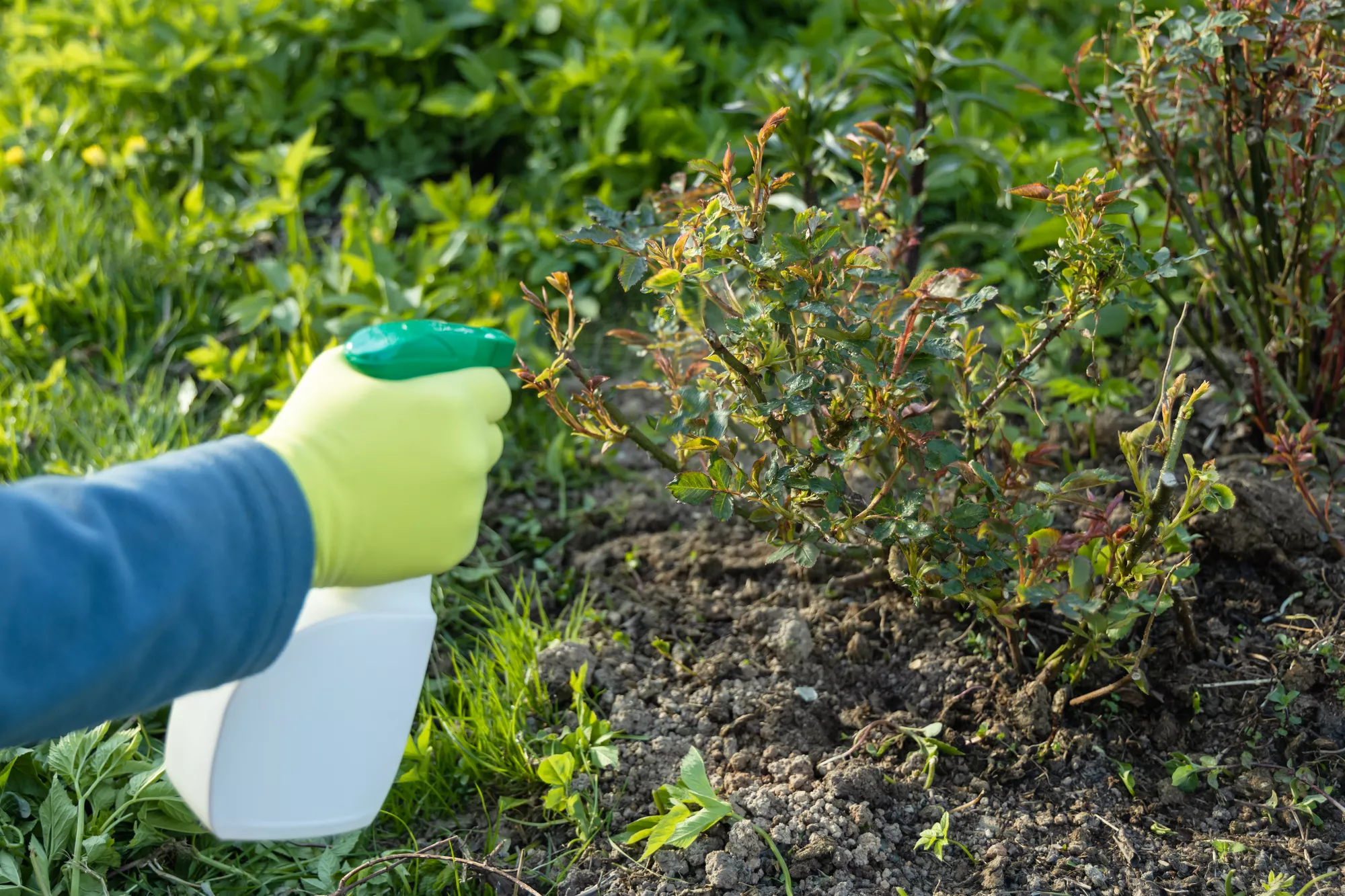 Lawn Disease Control
