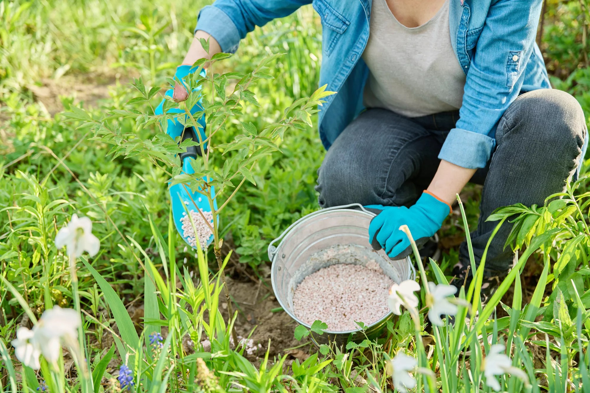 ​Lawn Fertilization