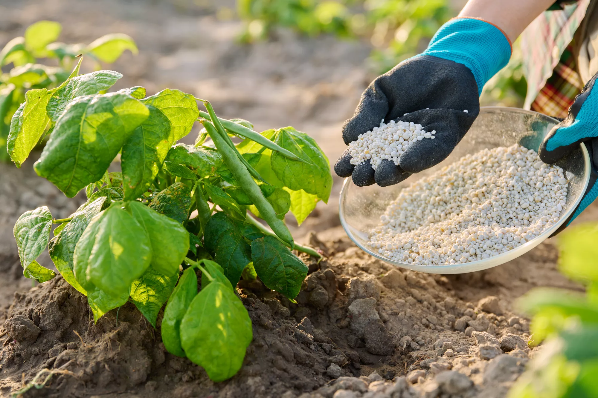 Lime Treatments