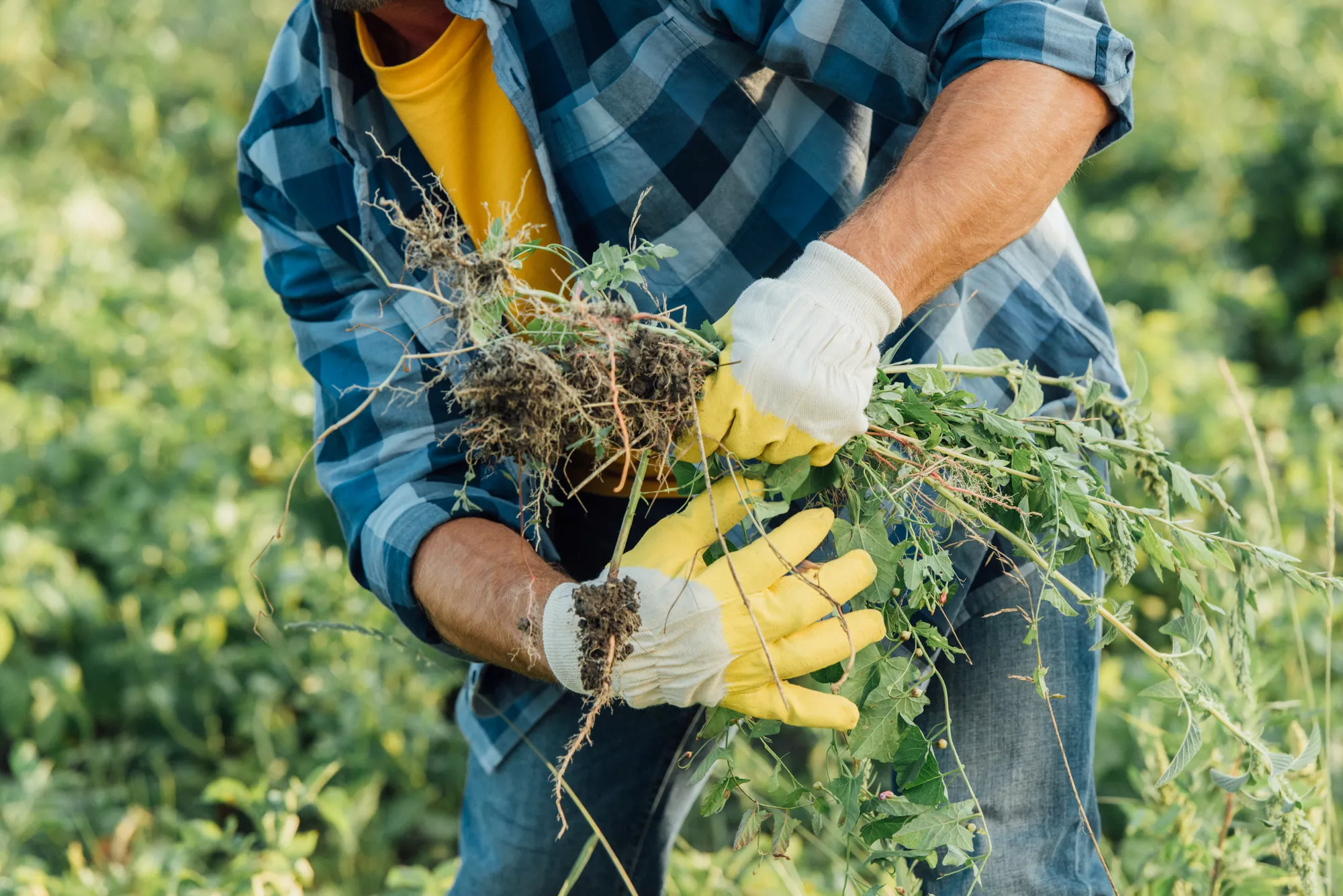 weed-control