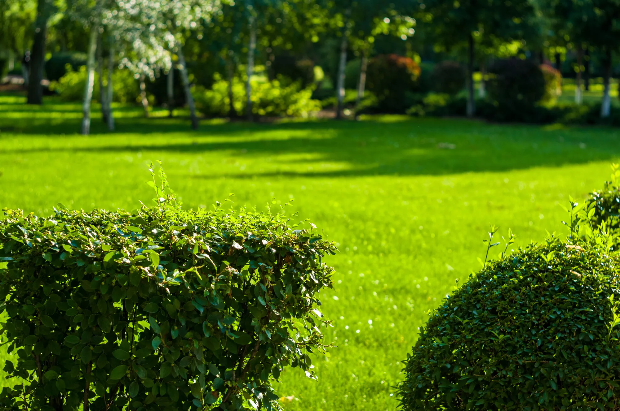 Residential Lawn Care Services
